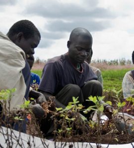 PESA Editorial - Malawi - 1Q2017/18