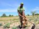 Tanzania Land Reform and Rural Transformation Overview